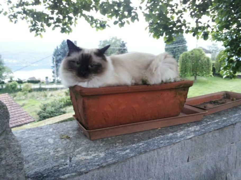Villa Le Vignole Ameno エクステリア 写真